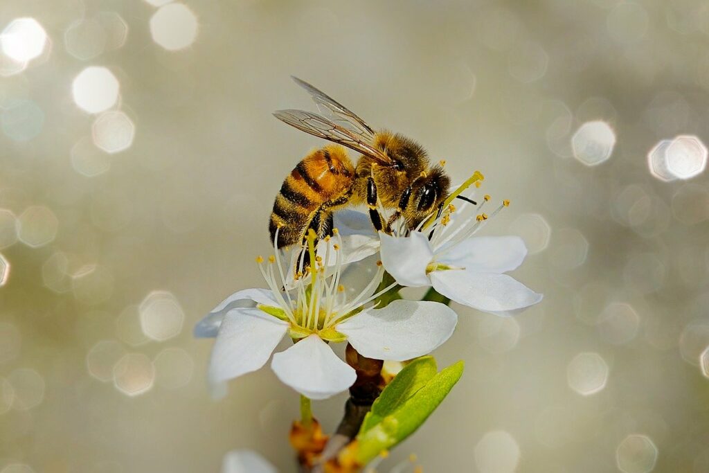 nature, bee, pollen