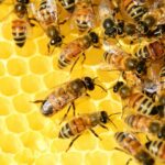 Bild von Bienen auf Waben