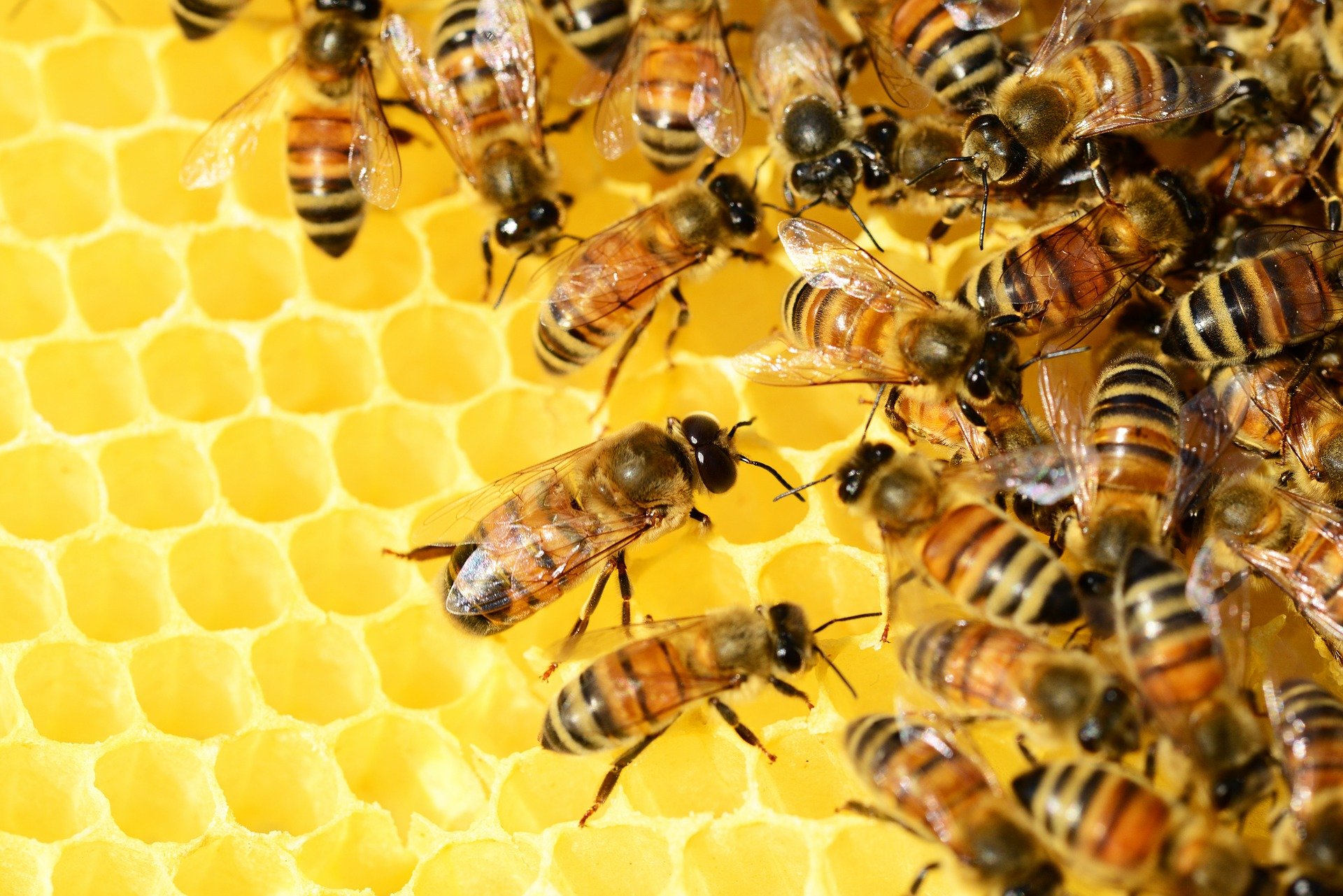 Bild von Bienen auf Waben