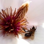 Bild von Biene die stirbt