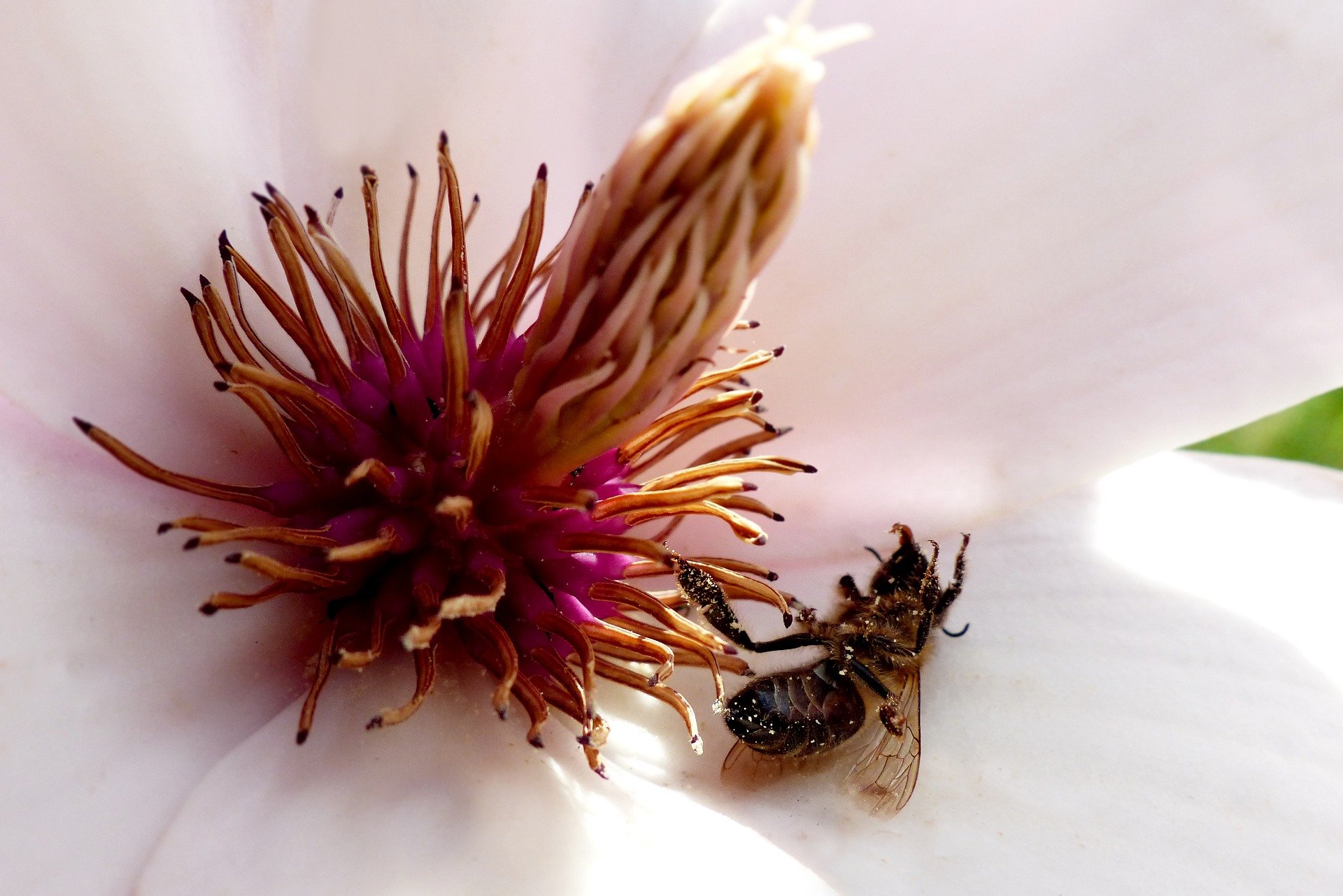 Bild von toter Biene