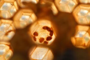 Varroa-Milben in einem Wabennetz