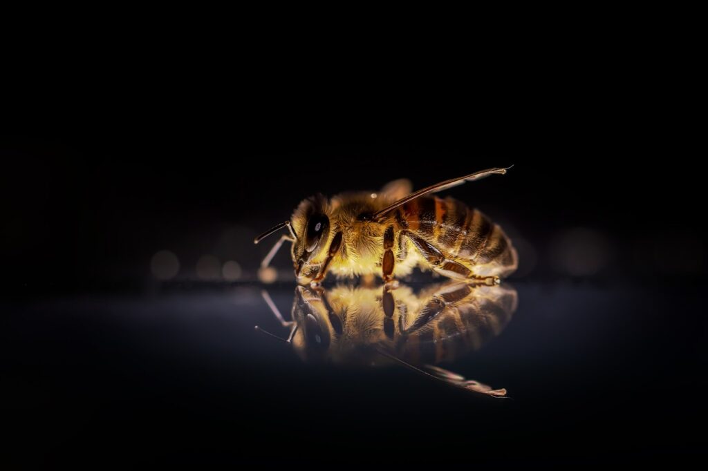 bee, insect, winged insect-3930374.jpg