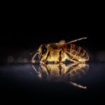 bee, insect, winged insect-3930374.jpg